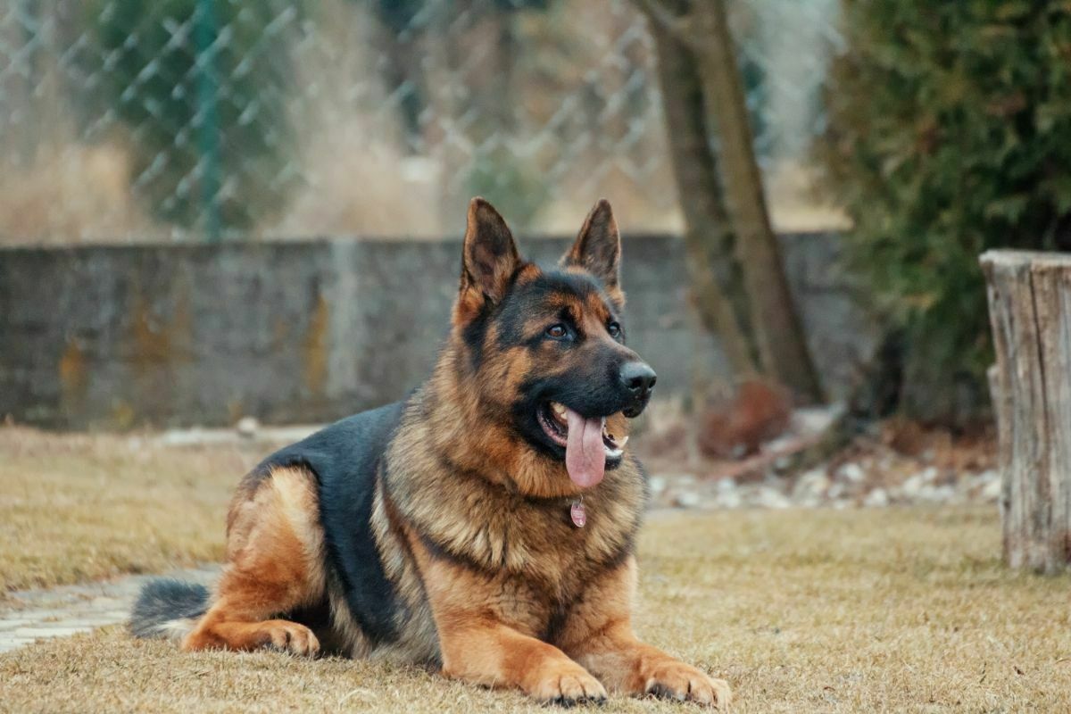 German Shepherd resting in the lawn