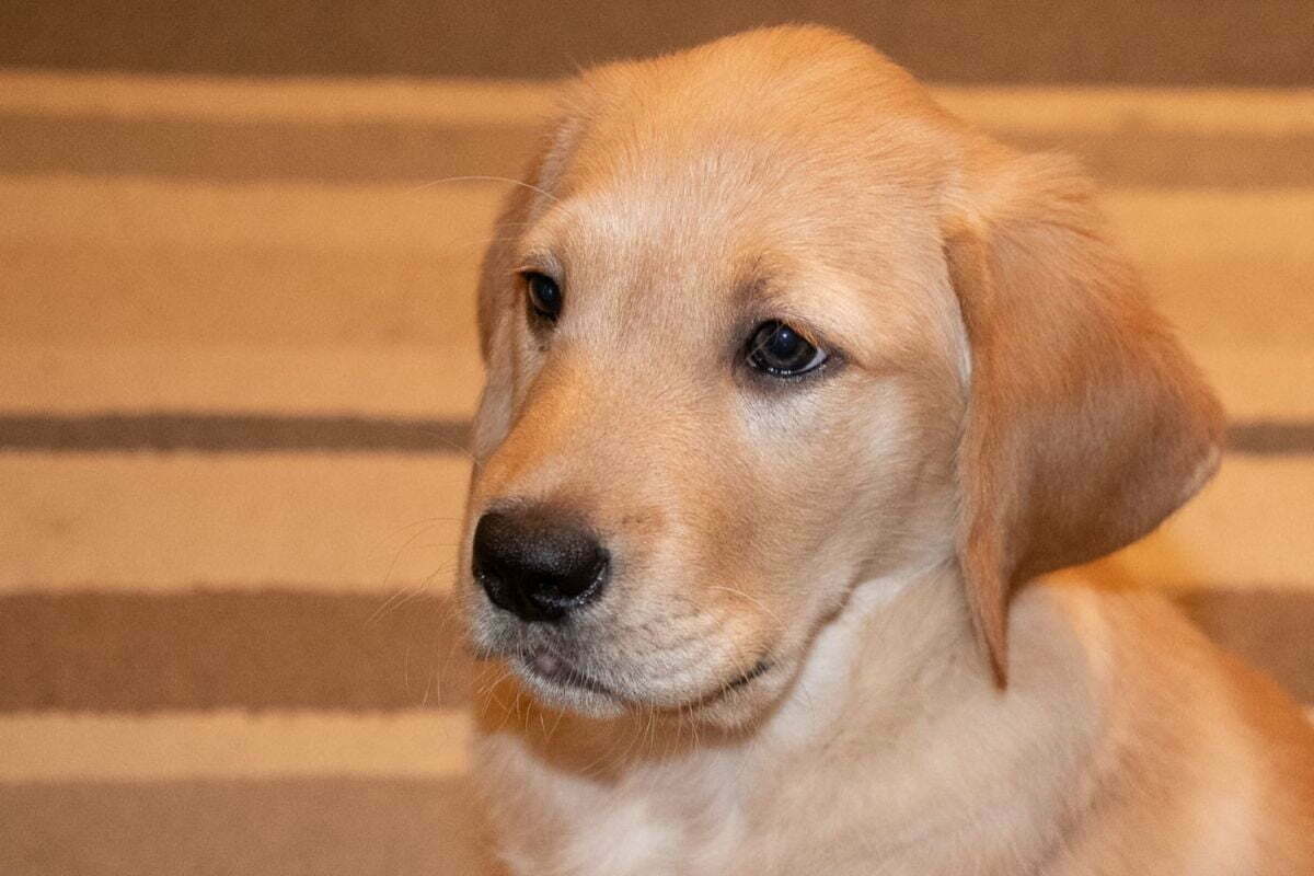 Goldador (Golden Retriever + Labrador Retriever)