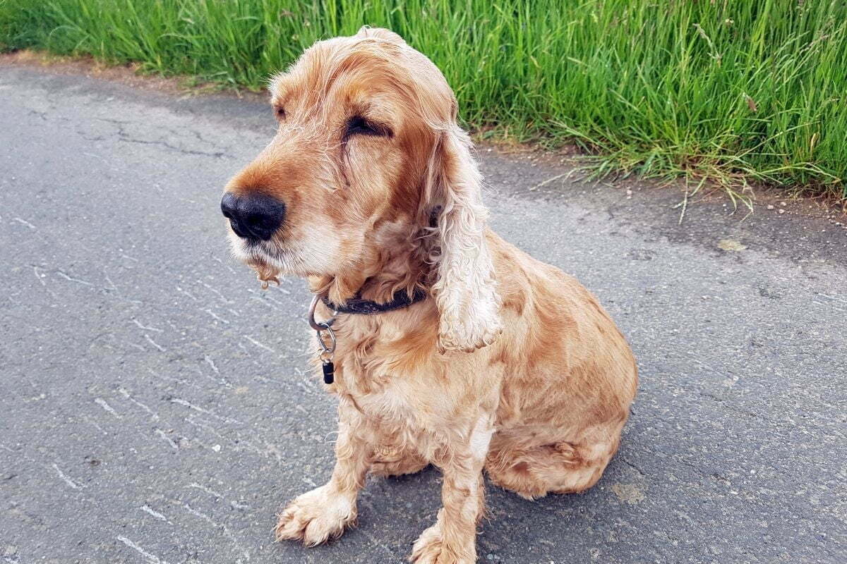 Golden Cocker Retriever (Golden Retriever + Cocker Spaniel)