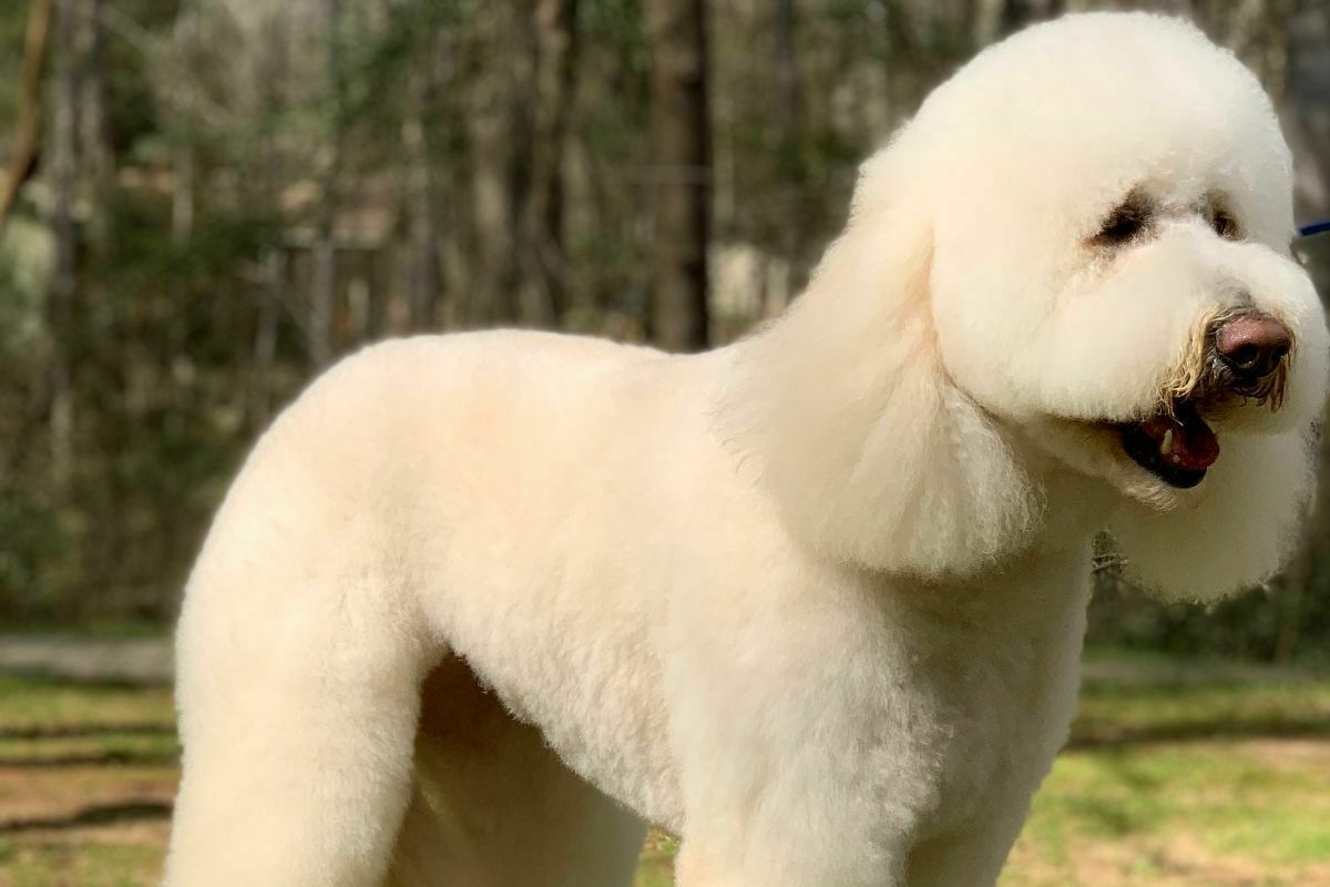 Golden Doodle Bunny (Golden Retriever + Doofeneck Terrier)