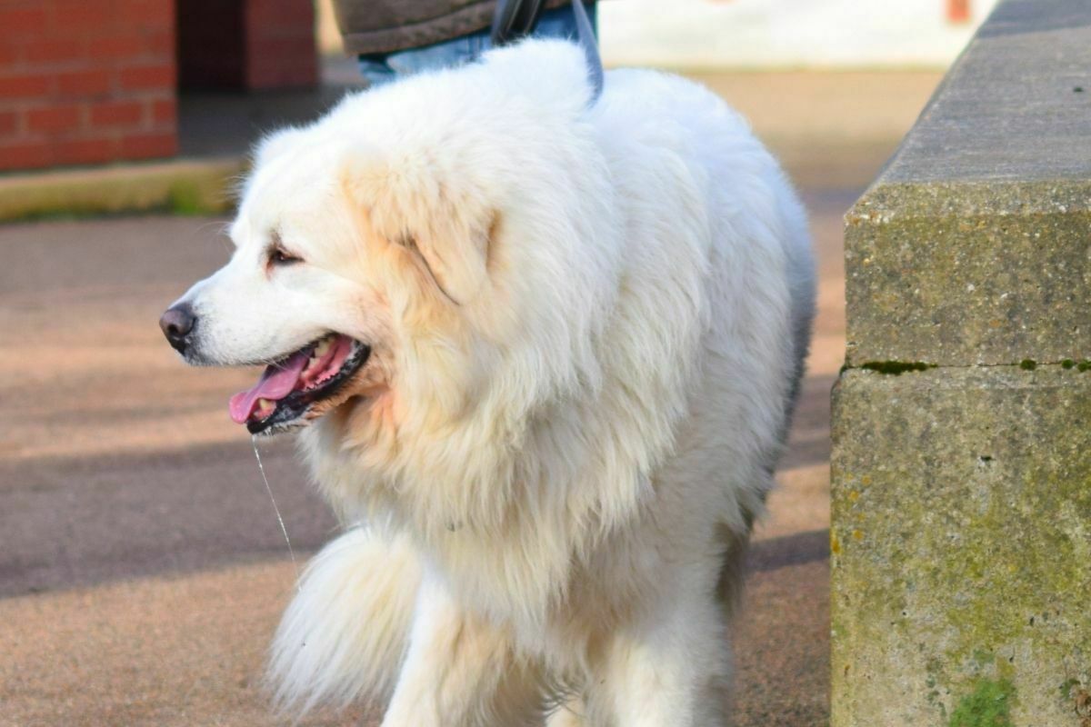 Golden Mountain Dog