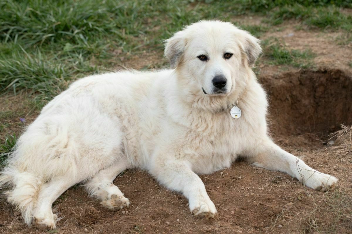Golden Pyrenees (Golden Retriever + Great Pyrenees)
