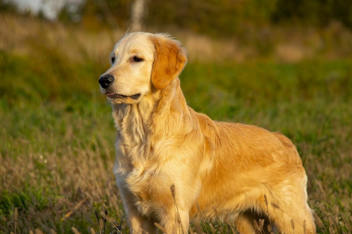 Close-Up Shot of a Golden Retriever Standing