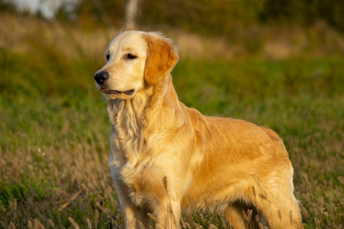 Golden Retriever (2)