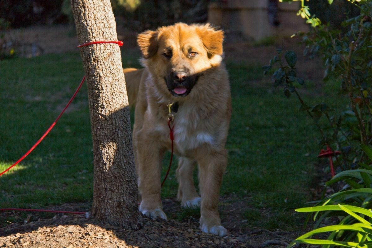 Golden Shepherd (Golden Retriever + German Shepherd)