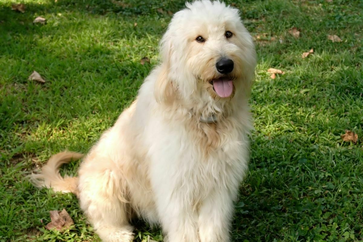 Goldendoodle (Golden Retriever + Poodle)