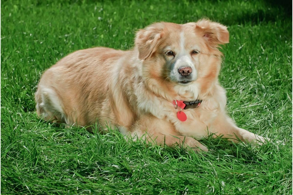 Gollie (Golden Retriever + Collie)