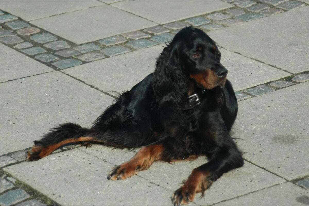 Gordon Setter (Golden Retriever + Bloodhound)