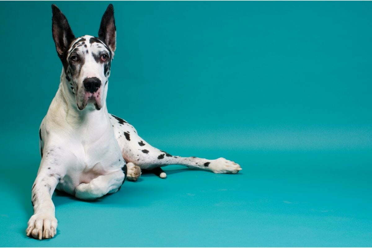 sitting Great Dane