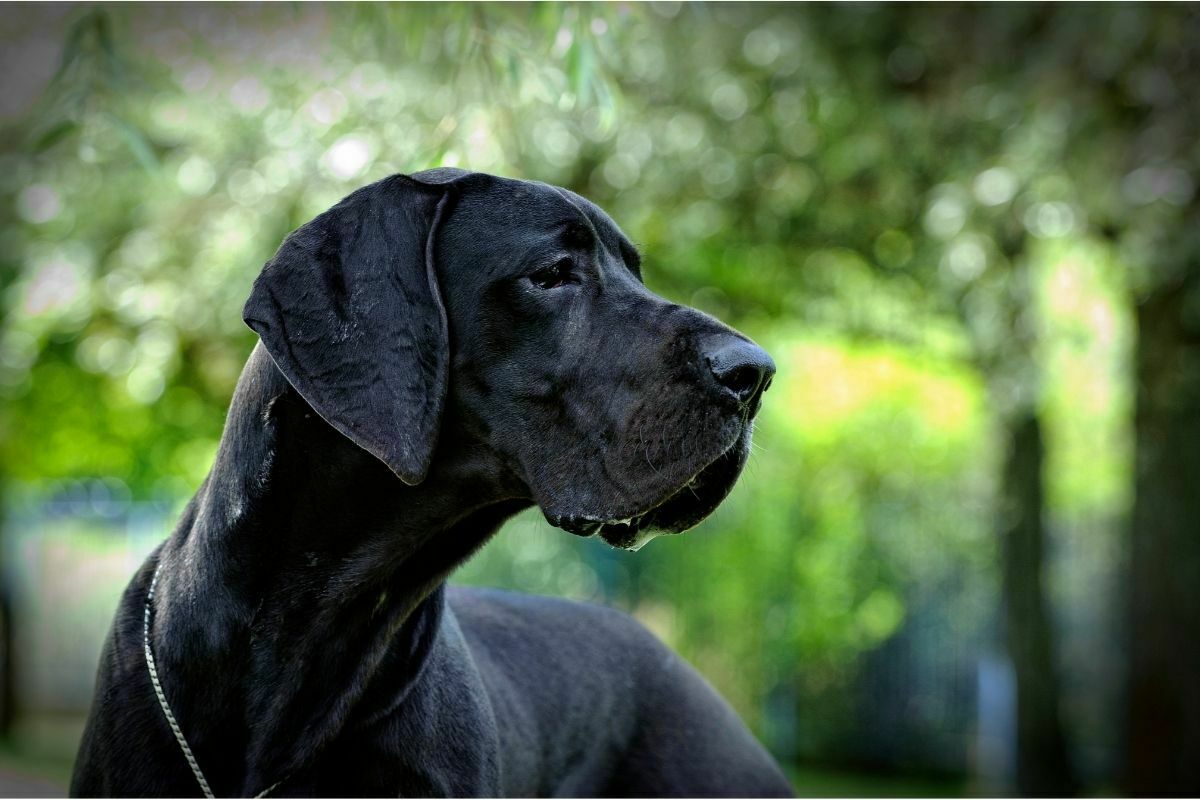 Great Dane breed
