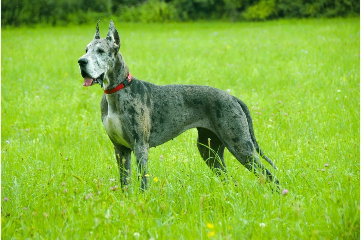 Great Dane