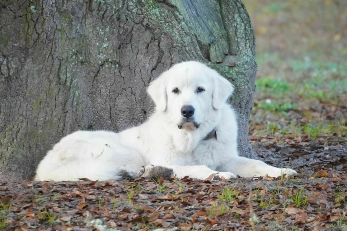 Great Pyrenees (3)