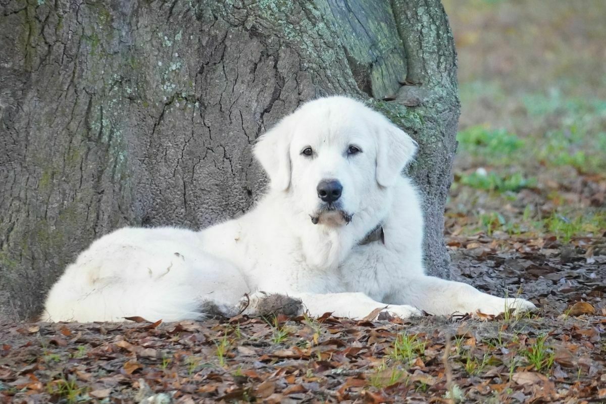 great pyrenees