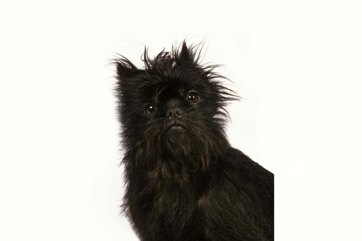 Black Affenpinscher on light background