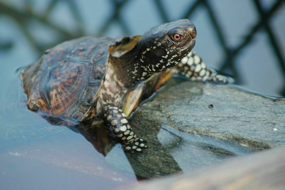 Gulf Coast Box Turtles getting out of the water