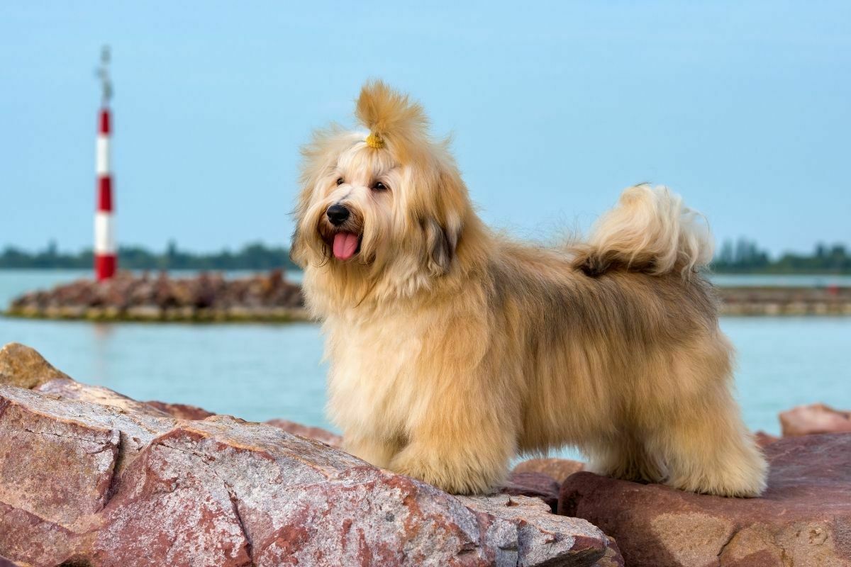Havanese Dog is standing near a harbor shore