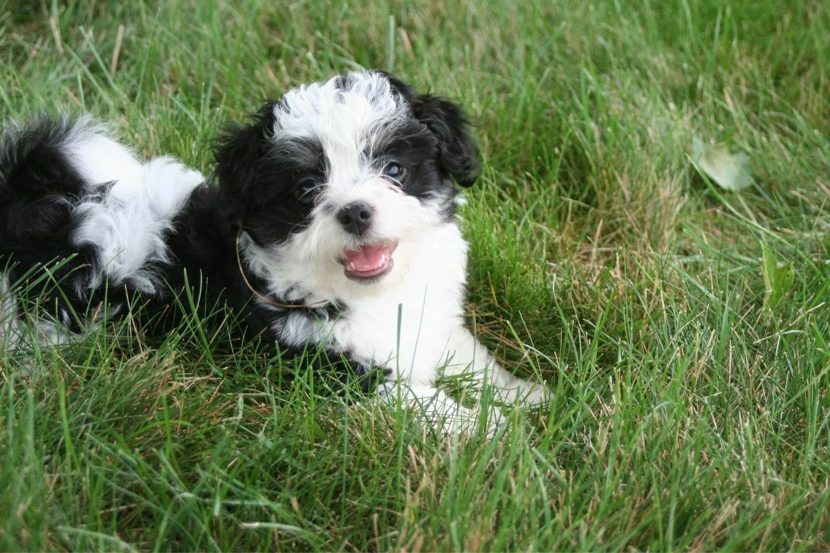 Havanese