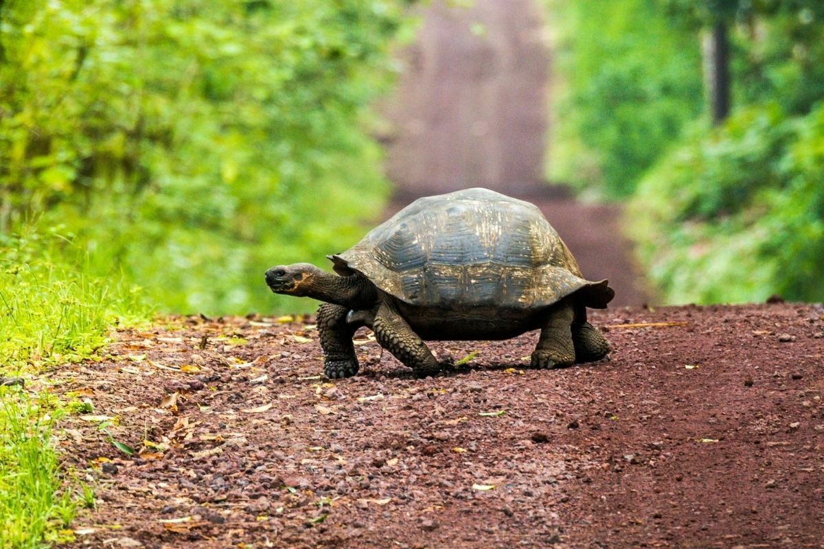 tortoise crossing a dirt road