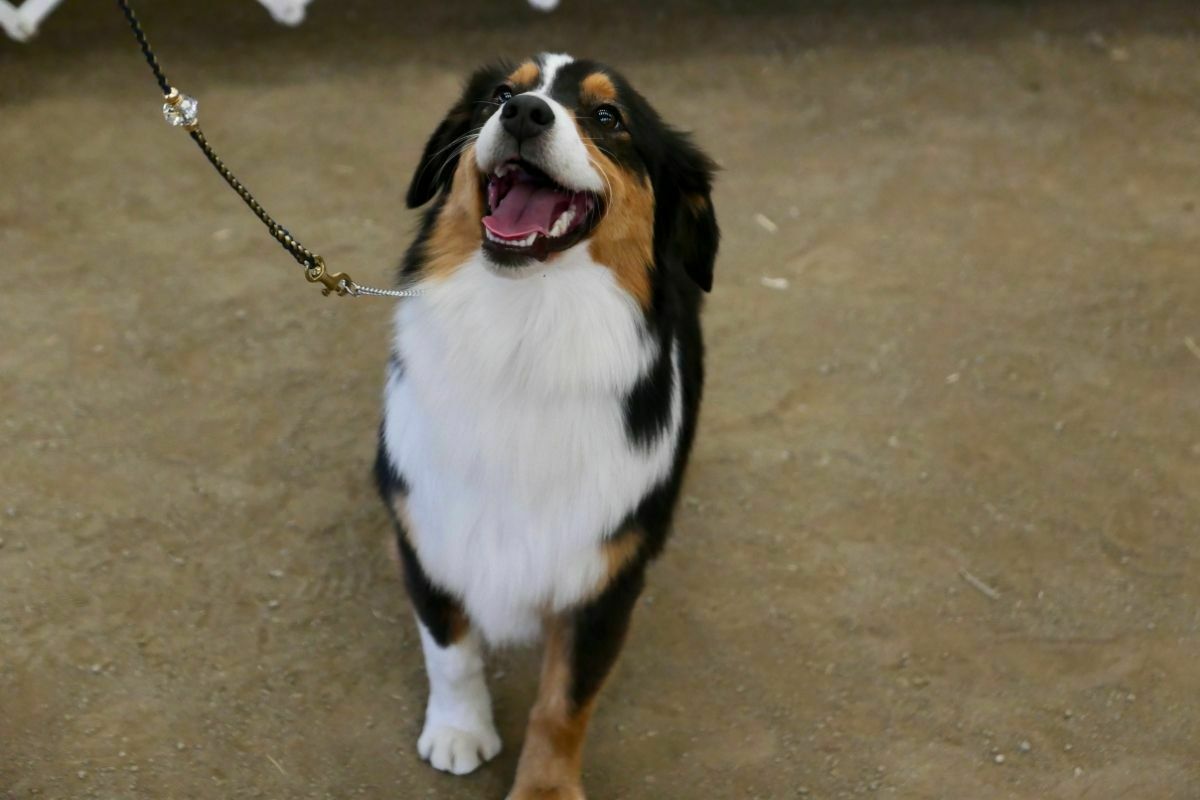 How Do I Know If I Am Allergic to Dogs