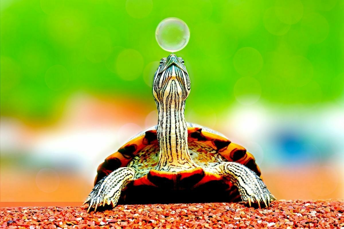 Turtle Touching Bubble with Nose