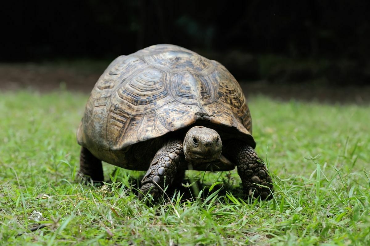 turtle walking on grass