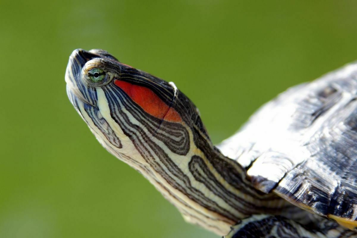 close up shot of a red-eared turtle's head