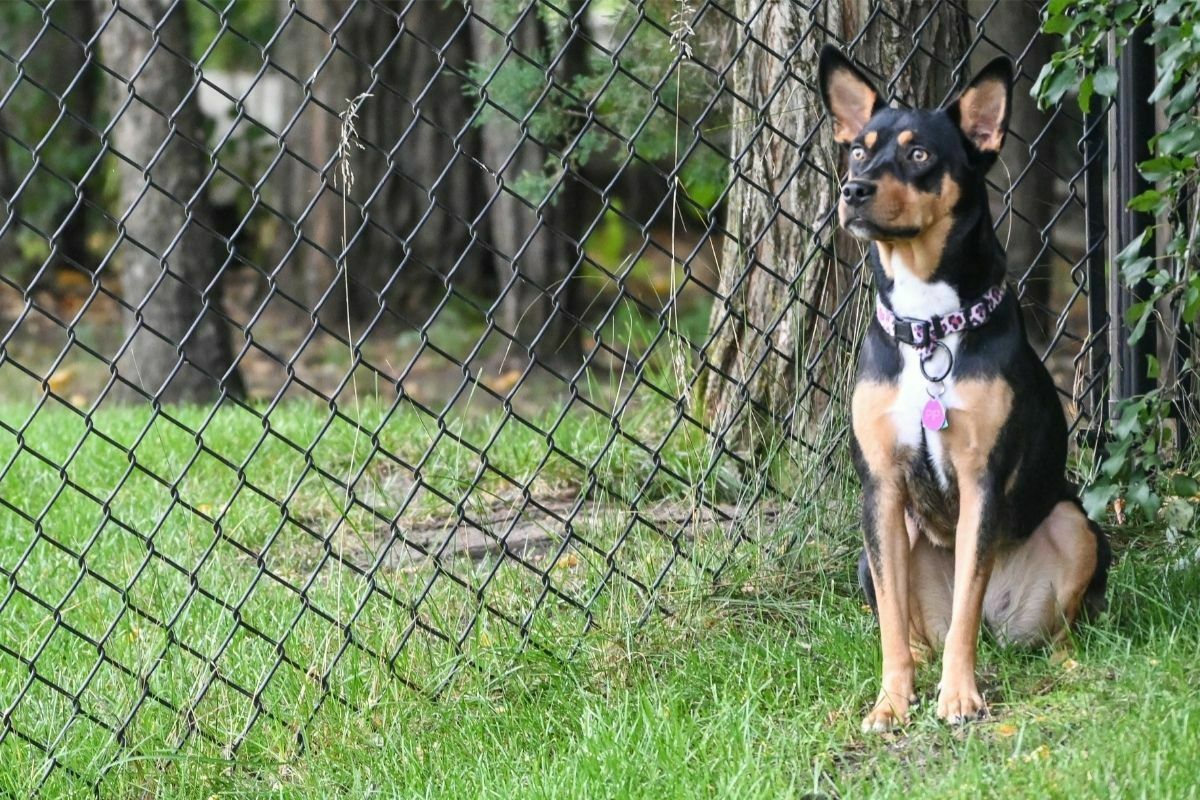 Rat Terrier resting