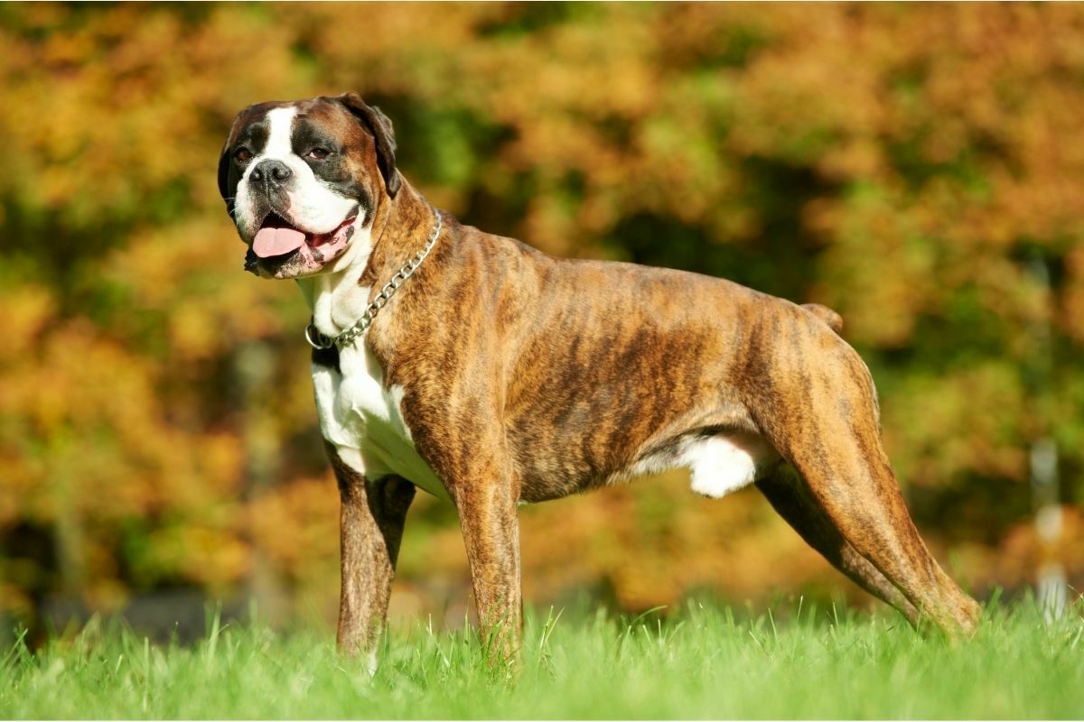 boxer on a grass area