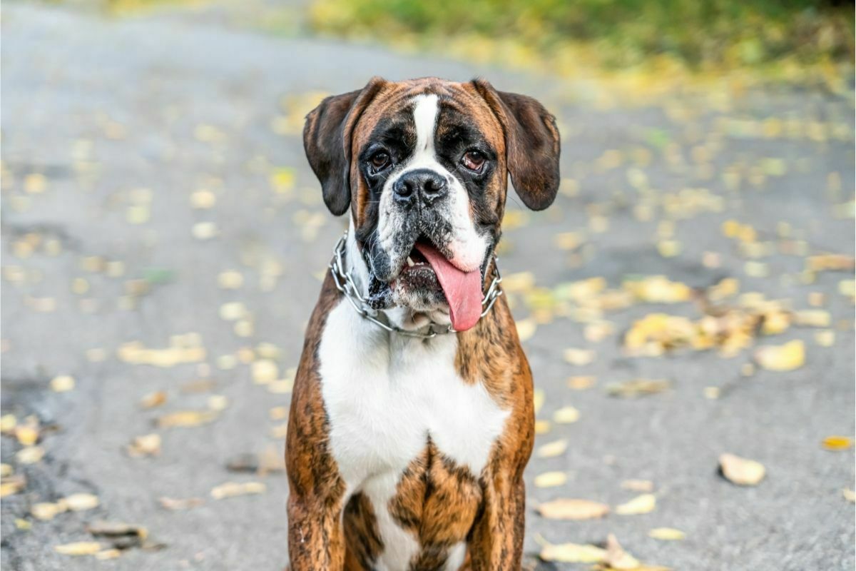 close up boxer