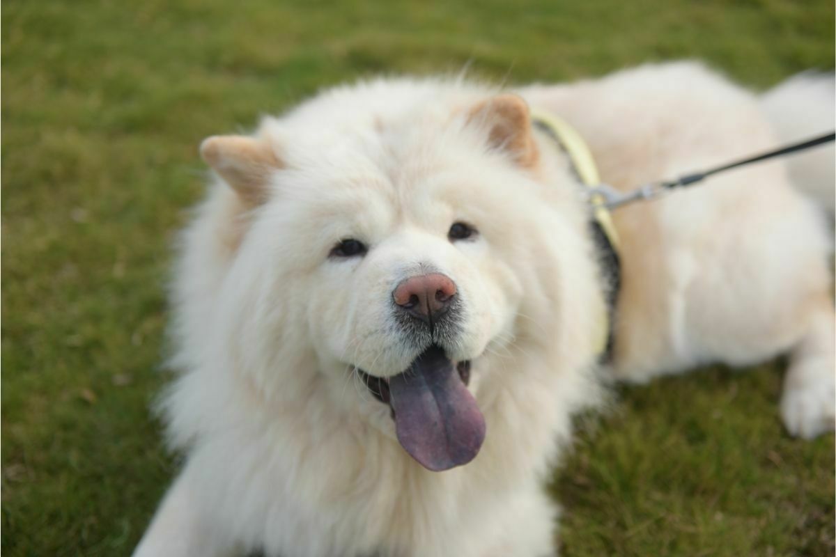white chow chow
