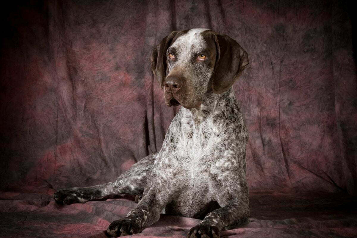 Sitting German Shorthaired Pointer