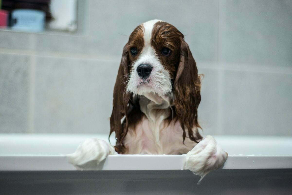 bathing King Charles Spaniel