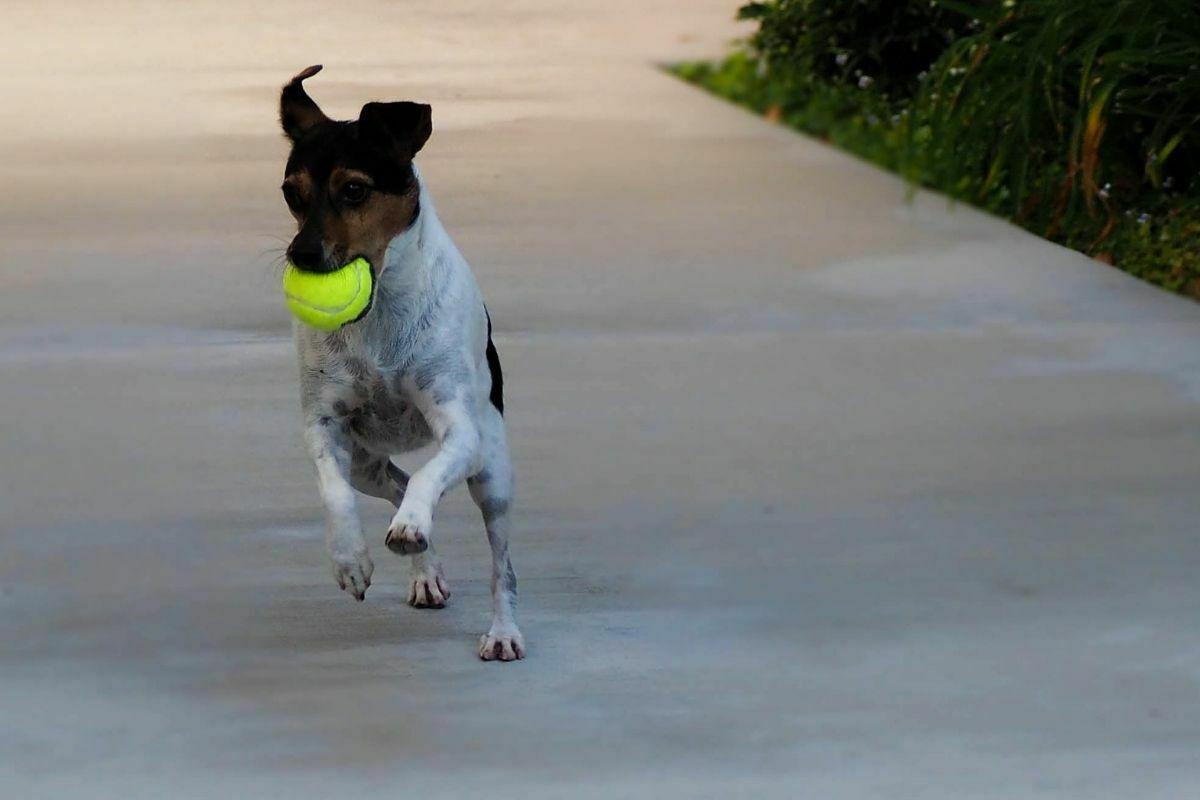 Rat Terrier playing with a ball