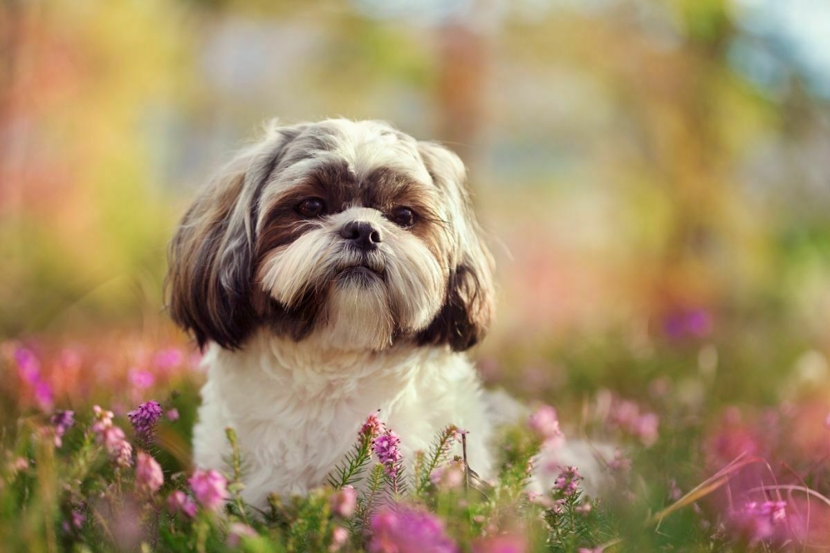 Shih Tzu in the garden