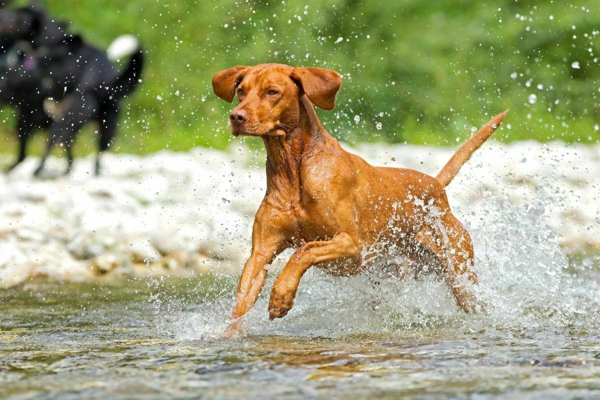 Running Vizsla In The Water
