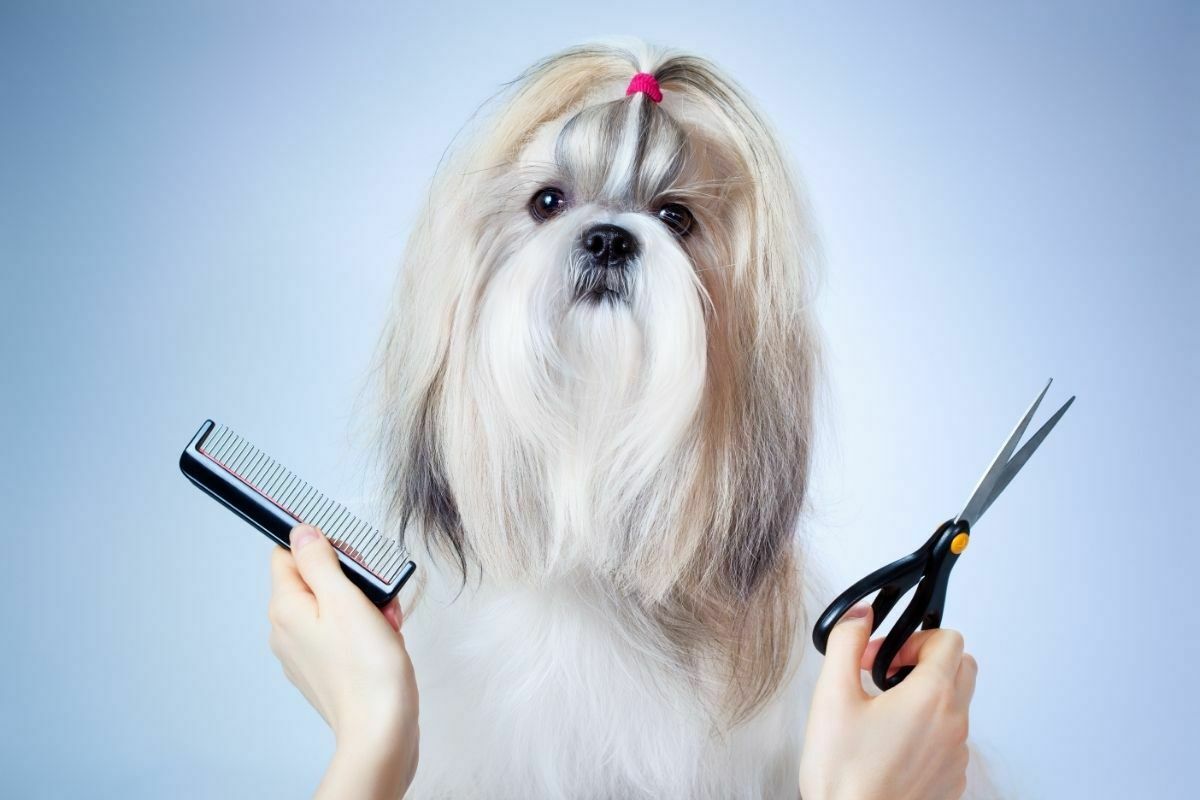Grooming a Shih Tzu 