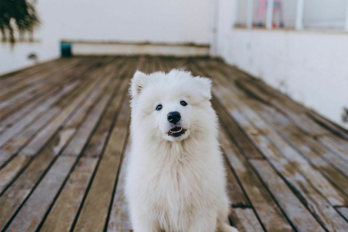 samoyed on wooden terrace