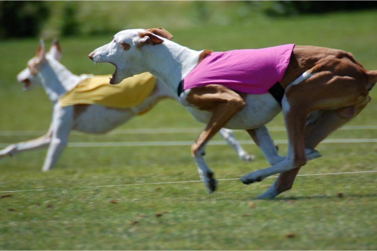 two Ibizan Hound