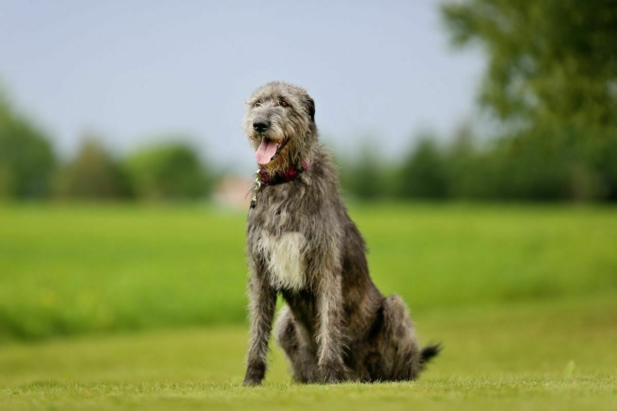 Large purebred Irish Wolfhound dog outdoors on a sunny day