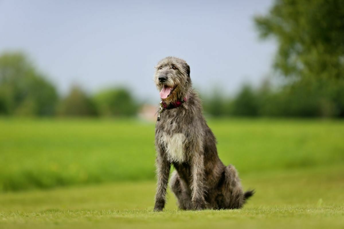 Irish Wolfhound breed