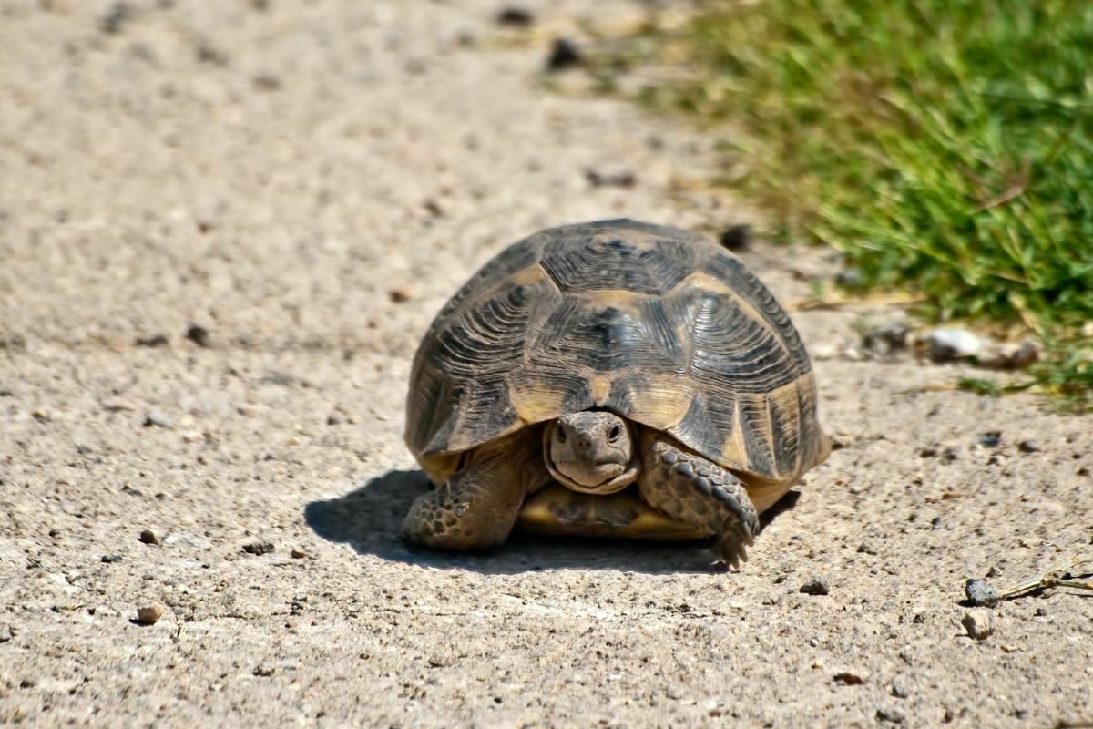 Turtle Walking on the Road