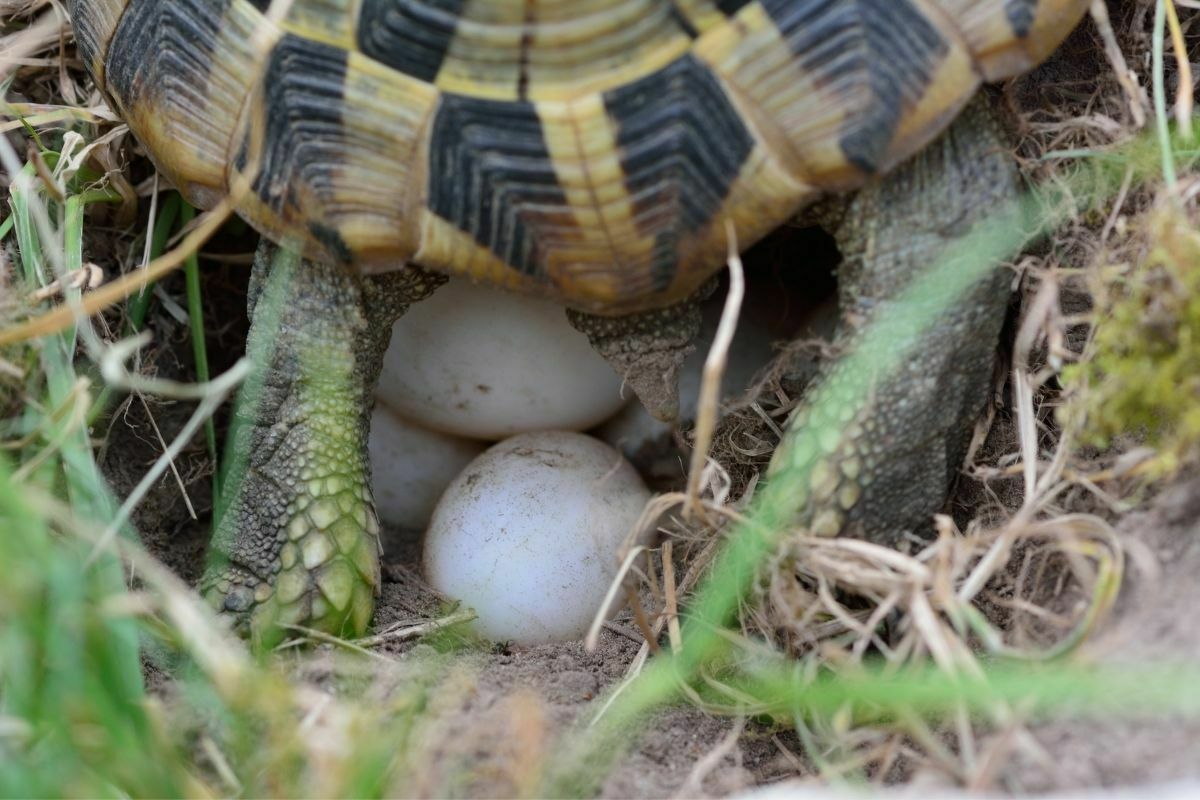 turtle laying eggs
