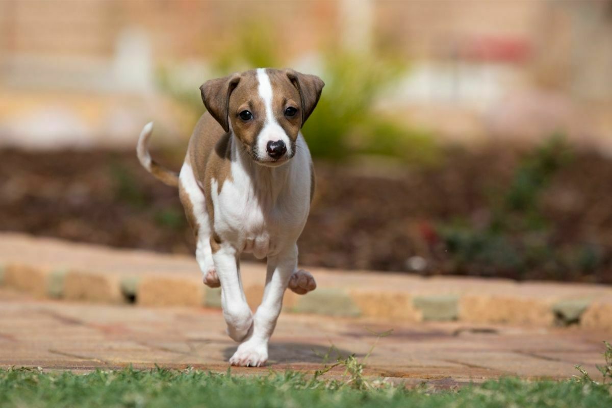 Italian Greyhound Puppies