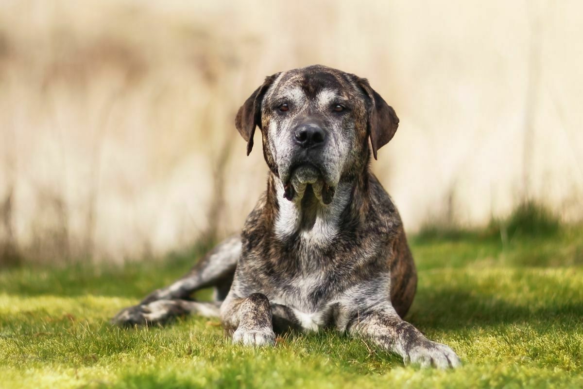 Italian Mastiff