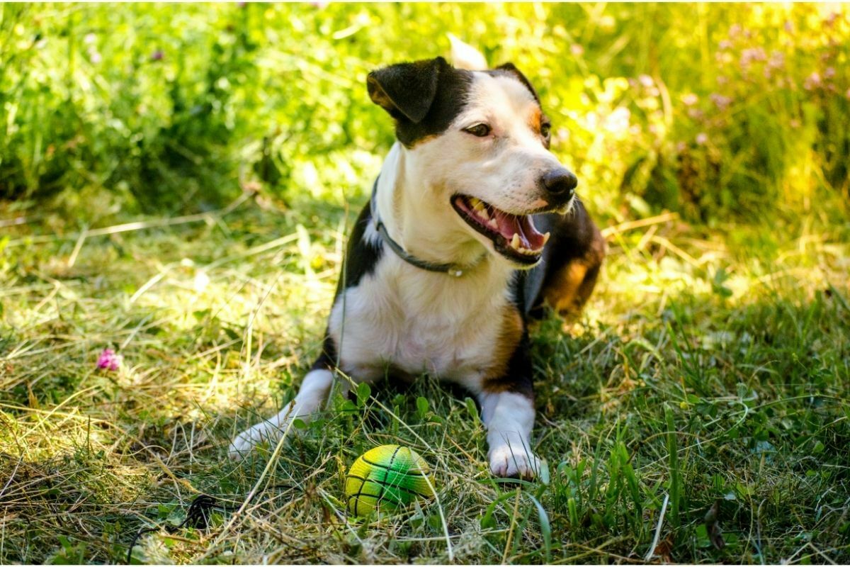Jack Russell Terrier