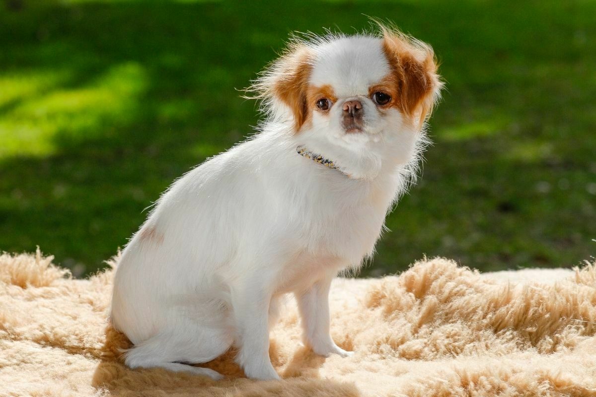 Japanese Chin sitting