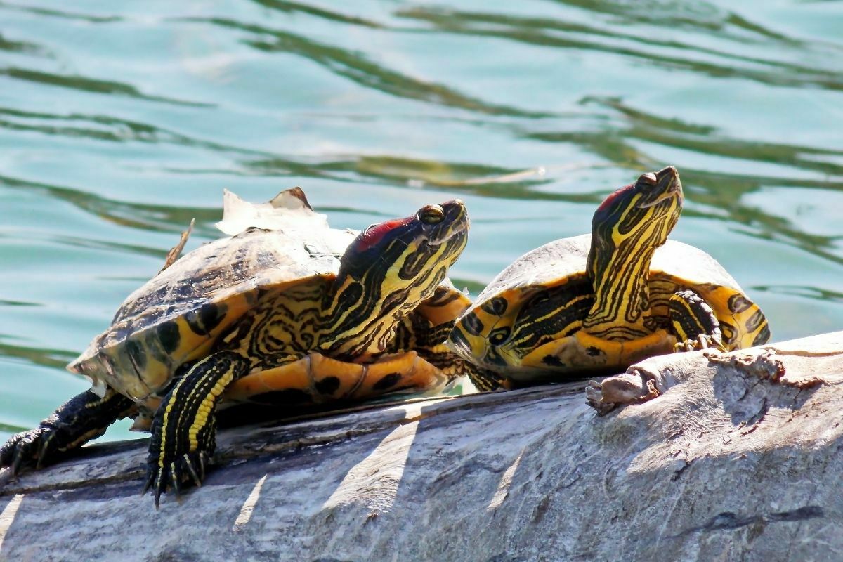 two red-eared sliders sitting together