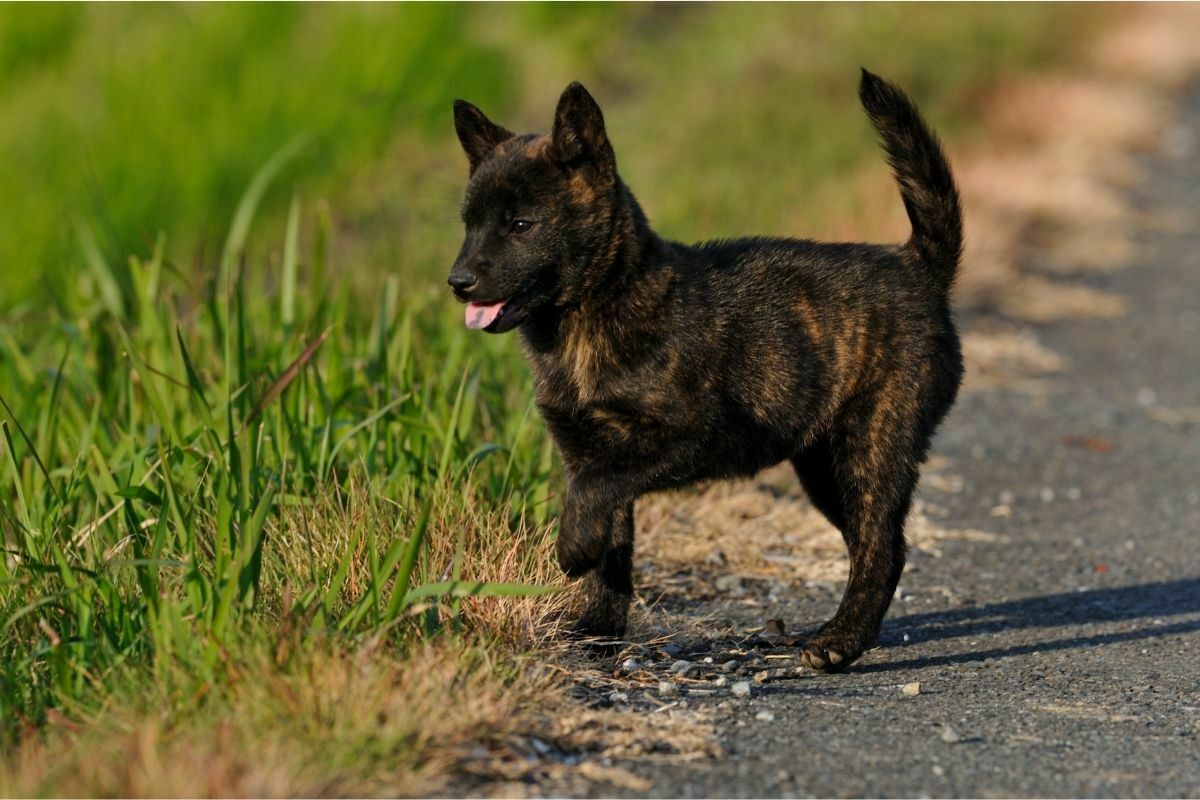Kai Kens breed