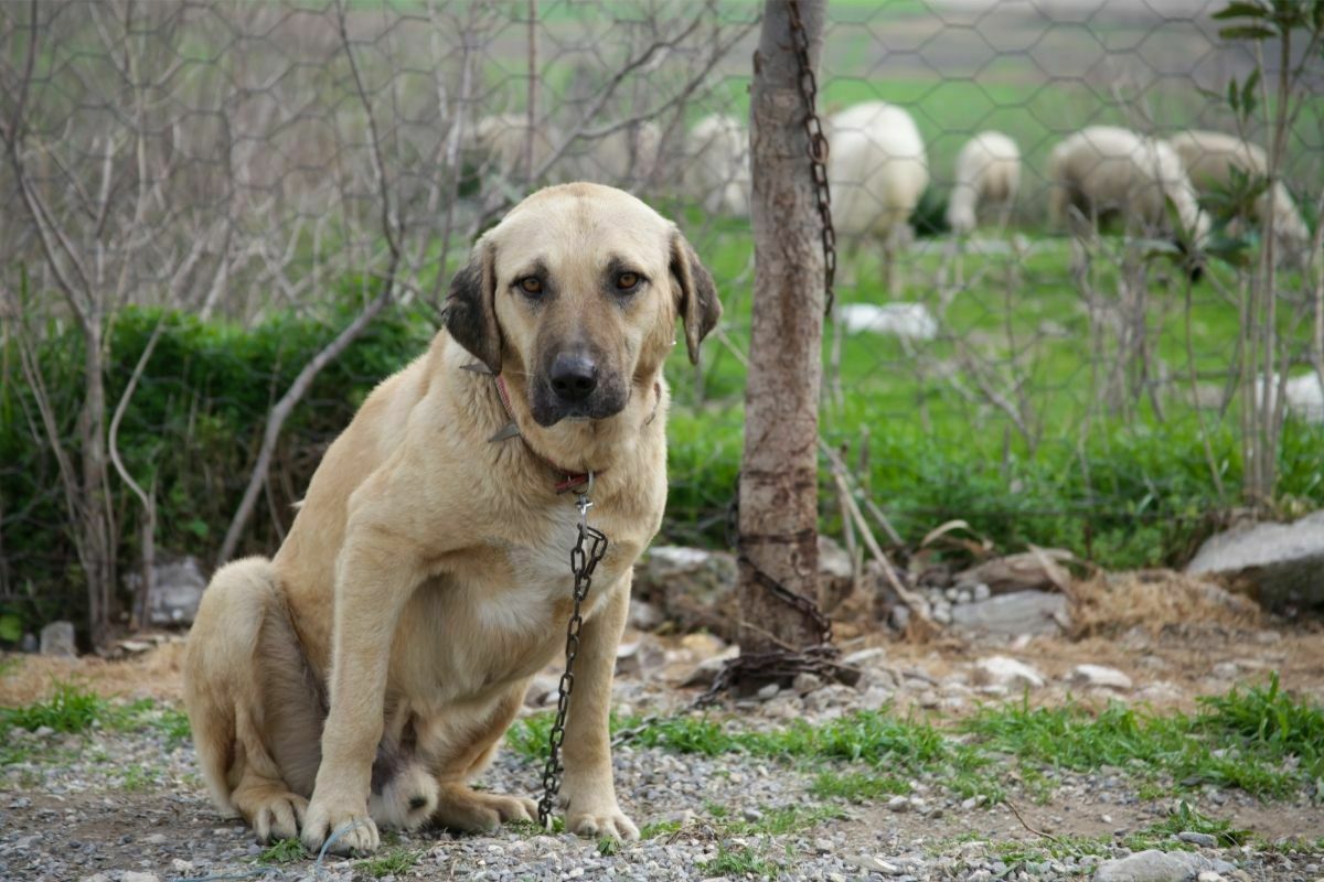Kangal dog breed