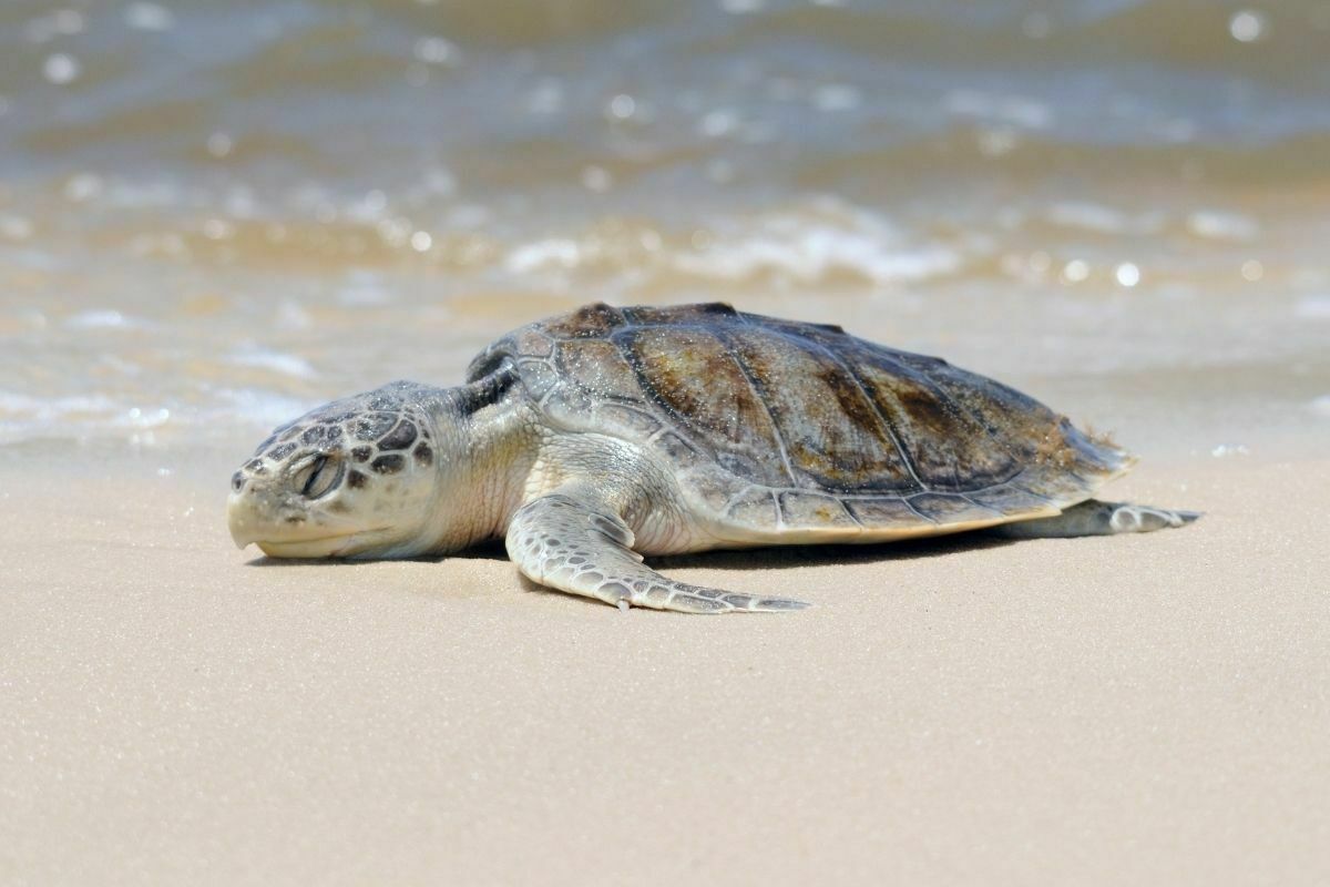 Kemp’s Ridley Sea Turtle on the seashore